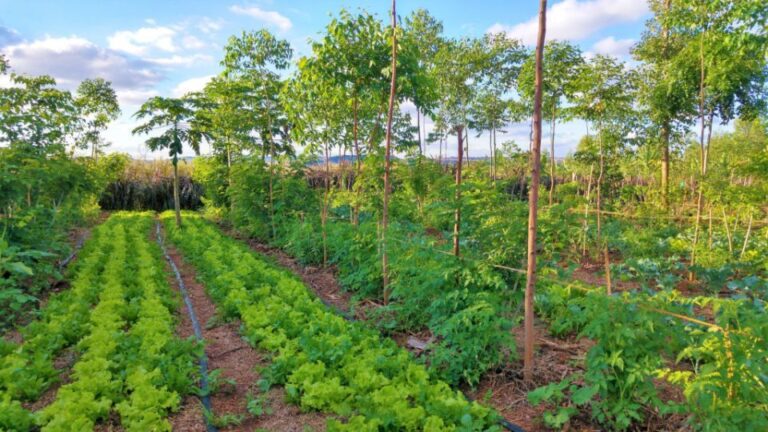 Leveraging Technology for Sustainable Farming