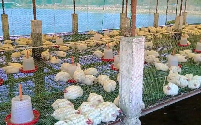 Farming in Harmony: The Benefits of Integrated Fish and Poultry Systems